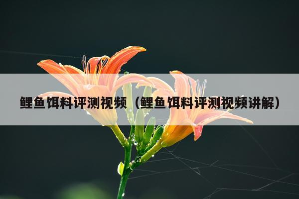 鲤鱼饵料评测视频（鲤鱼饵料评测视频讲解）