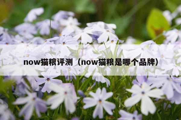now猫粮评测（now猫粮是哪个品牌）